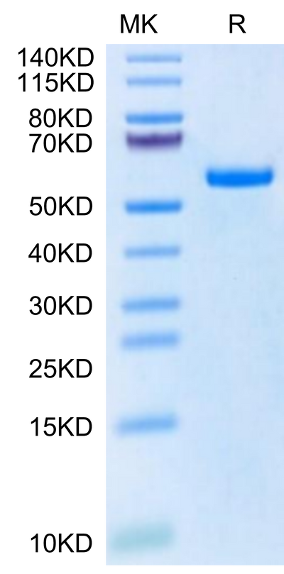 Biotinylated Human HLA-A*11:01&B2M&KRAS G12S (VVVGASGVGK) Monomer on Tris-Bis PAGE under reduced condition. The purity is greater than 95%.