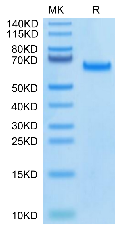 Biotinylated Human DLL4 on Tris-Bis PAGE under reduced condition. The purity is greater than 95%.