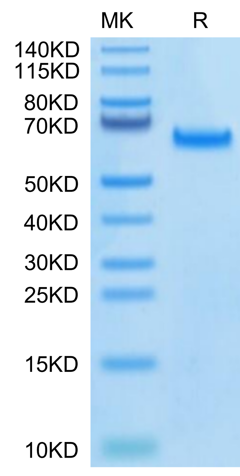 Biotinylated Human DLL4 on Tris-Bis PAGE under reduced condition. The purity is greater than 95%.