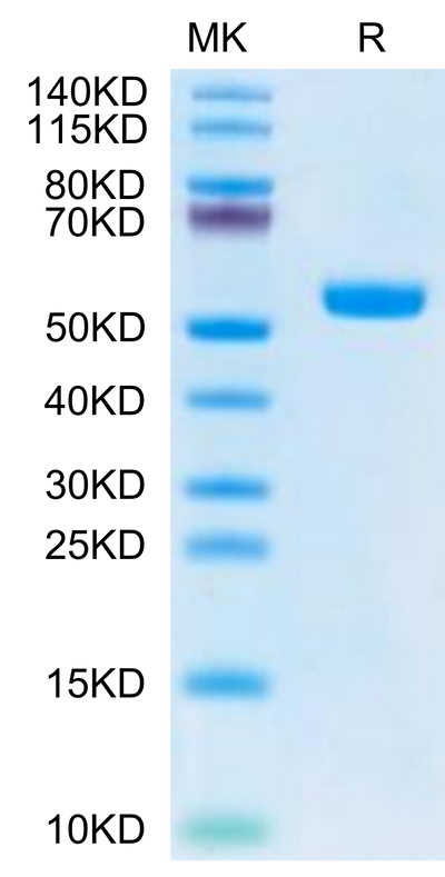 Biotinylated Human HLA-A*02:01&B2M&MAGE-A4 (KVLEHVVRV) Monomer on Tris-Bis PAGE under reduced condition. The purity is greater than 95%.