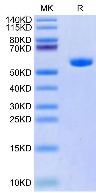 Human HLA-A*11:01&B2M&KRAS G12A (VVVGAAGVGK) Monomer on Tris-Bis PAGE under reduced condition. The purity is greater than 95%.