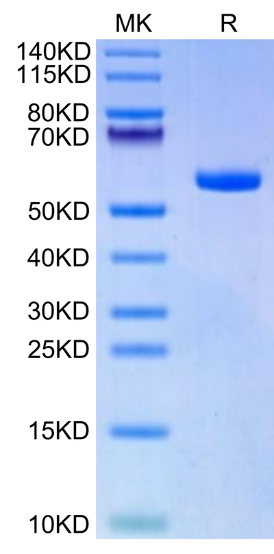 Biotinylated Human HLA-A*11:01&B2M&KRAS G12A (VVVGAAGVGK) Monomer on Tris-Bis PAGE under reduced condition. The purity is greater than 95%.