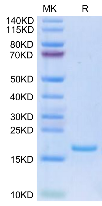 Human FLT3 Ligand on Tris-Bis PAGE under reduced condition. The purity is greater than 95%.