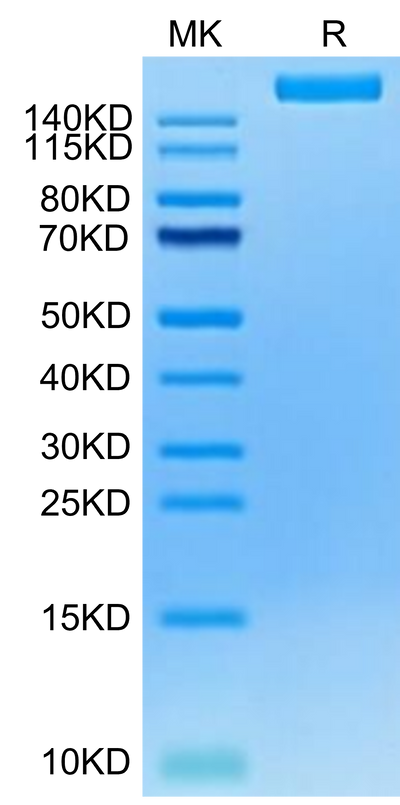 Cynomolgus LY75 on Tris-Bis PAGE under reduced condition. The purity is greater than 95%.