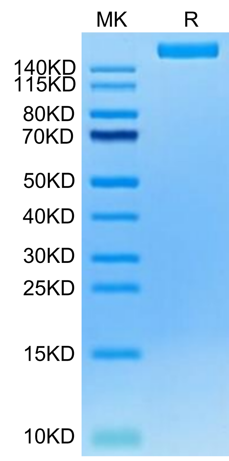 Cynomolgus LY75 on Tris-Bis PAGE under reduced condition. The purity is greater than 95%.