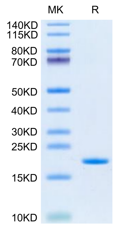 Human SCF on Tris-Bis PAGE under reduced condition. The purity is greater than 95%.