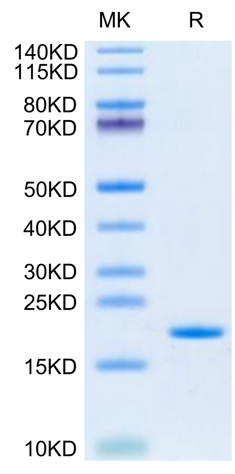 Human SCF on Tris-Bis PAGE under reduced condition. The purity is greater than 95%.