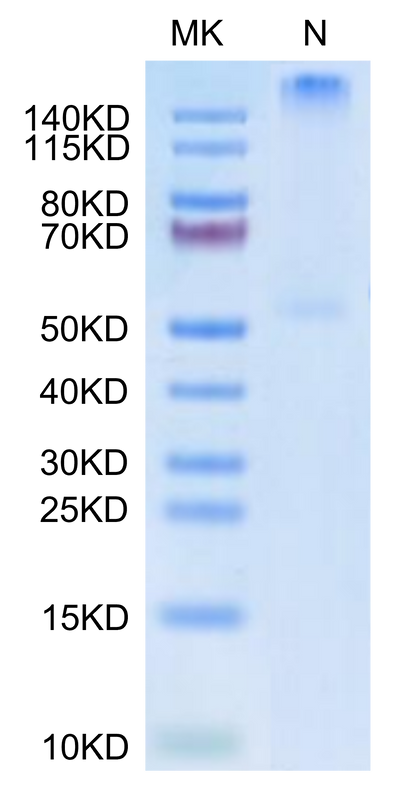 Human HLA-C*03:04&B2M&KRAS G12D (GADGVGKSAL) Tetramer Protein on Tris-Bis PAGE under Non reducing (N) condition. The purity is greater than 95%.