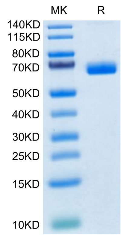 Cynomolgus NKp46 on Tris-Bis PAGE under reduced condition. The purity is greater than 95%.