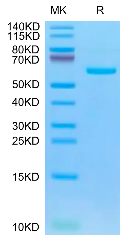 Biotinylated SARS-COV-2 Spike RBD on Tris-Bis PAGE under reduced condition. The purity is greater than 95%.