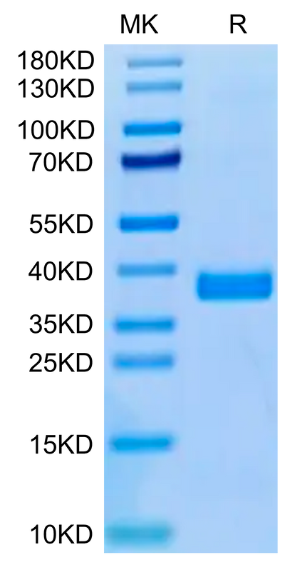 Human APOE3 on Tris-Bis PAGE under reduced condition. The purity is greater than 95%.