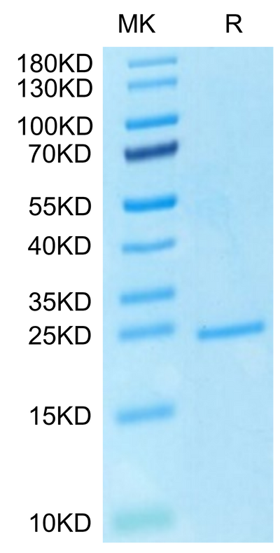 Human FGF-7 on Tris-Bis PAGE under reduced condition. The purity is greater than 95%.