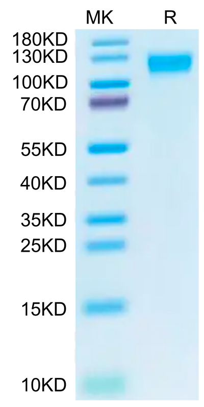 Biotinylated Cynomolgus ACE2 on Tris-Bis PAGE under reduced condition. The purity is greater than 95%.