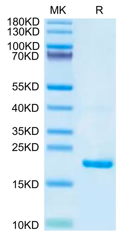 Biotinylated Mouse IL-22 on Tris-Bis PAGE under reduced condition. The purity is greater than 95%.