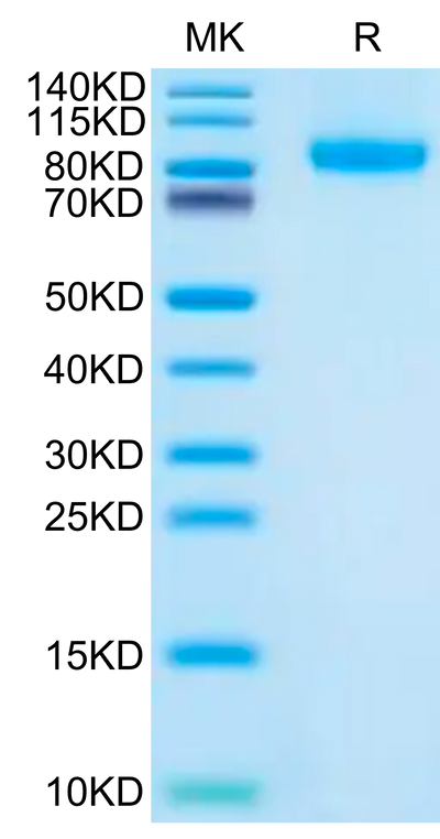 Human FLT3 on Tris-Bis PAGE under reduced condition. The purity is greater than 95%.