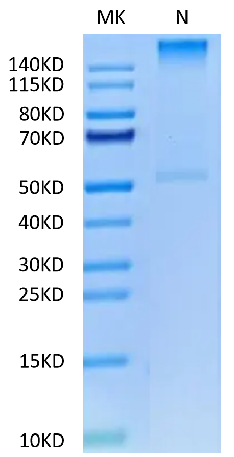 Human HLA-A*02:01&B2M&PRAME (SLLQHLIGL) Tetramer on Tris-Bis PAGE under Non reducing (N) condition. The purity is greater than 95%.