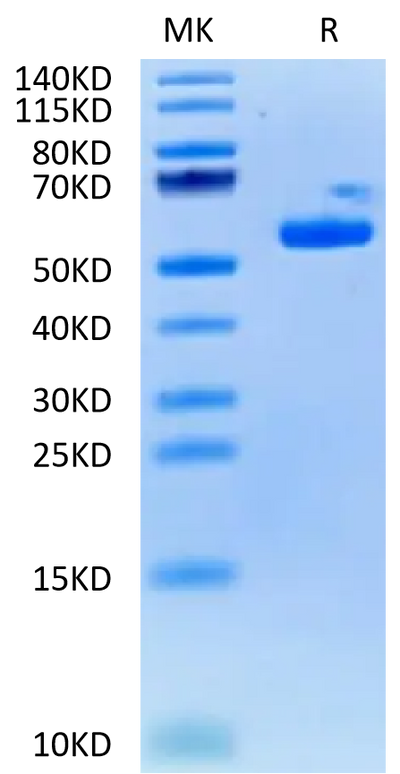 Biotinylated Human HLA-A*03:01&B2M&KRAS G12V (VVVGAVGVGK) Monomer on Tris-Bis PAGE under reduced condition. The purity is greater than 95%.