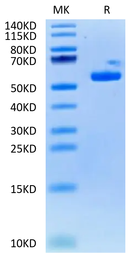 Biotinylated Human HLA-A*03:01&B2M&KRAS G12V (VVVGAVGVGK) Monomer on Tris-Bis PAGE under reduced condition. The purity is greater than 95%.