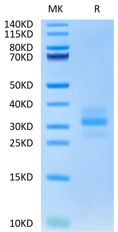 Mouse FLT3 Ligand on Tris-Bis PAGE under reduced condition. The purity is greater than 95%.