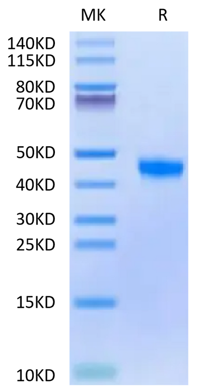 Biotinylated Cynomolgus FGL2 on Tris-Bis PAGE under reduced condition. The purity is greater than 95%.