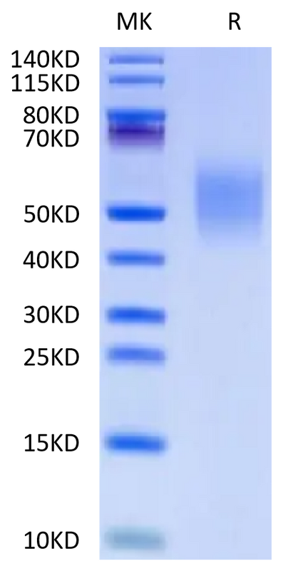 Human CD44 on Tris-Bis PAGE under reduced condition. The purity is greater than 95%.