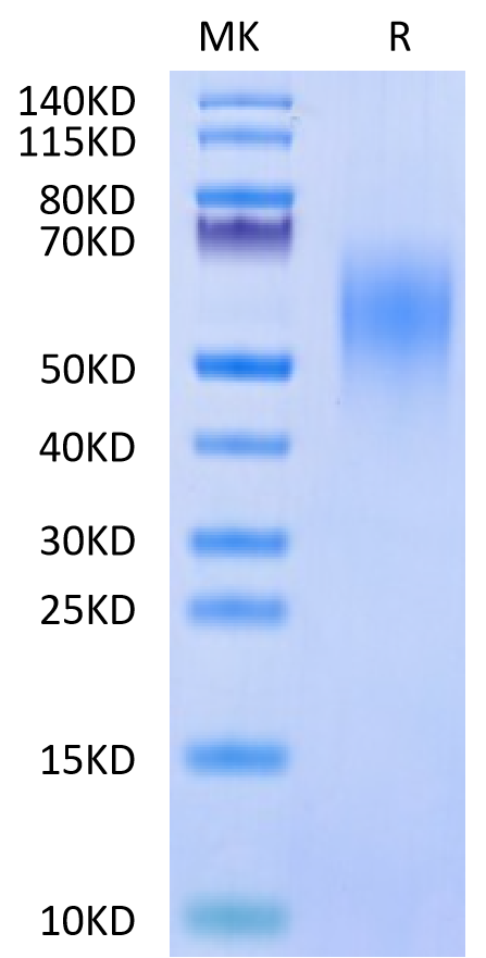 Cynomolgus CD44 on Tris-Bis PAGE under reduced condition. The purity is greater than 95%.