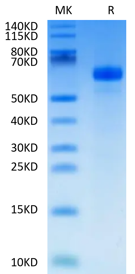 Human APCDD1 on Tris-Bis PAGE under reduced condition. The purity is greater than 95%.