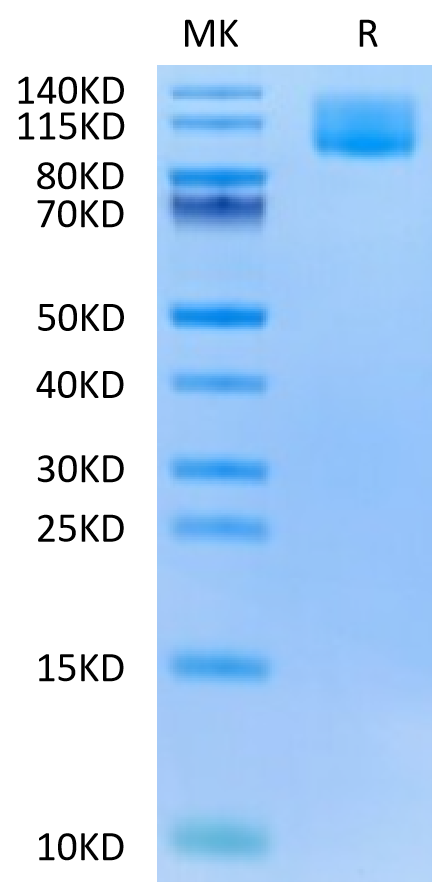 Biotinylated Human CA125 on Tris-Bis PAGE under reduced condition. The purity is greater than 95%.