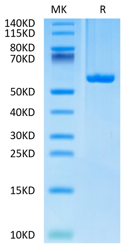 Biotinylated Human HLA-C*03:04&B2M&KRAS G12D (GADGVGKSAL) Monomer on Tris-Bis PAGE under reduced condition. The purity is greater than 95%.