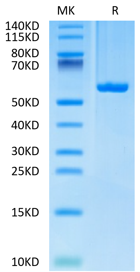 Biotinylated Human HLA-C*03:04&B2M&KRAS G12D (GADGVGKSAL) Monomer on Tris-Bis PAGE under reduced condition. The purity is greater than 95%.