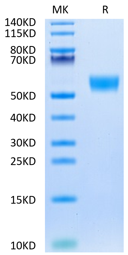 Biotinylated Mouse CD5 on Tris-Bis PAGE under reduced condition. The purity is greater than 95%.