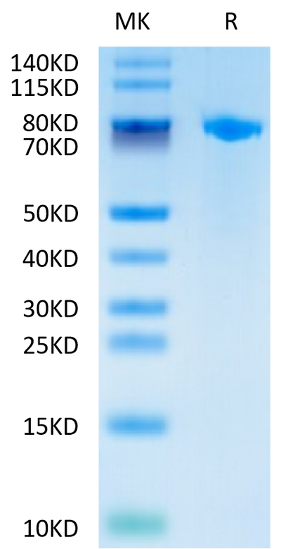 Cynomolgus Coagulation factor XI on Tris-Bis PAGE under reduced condition. The purity is greater than 95%.