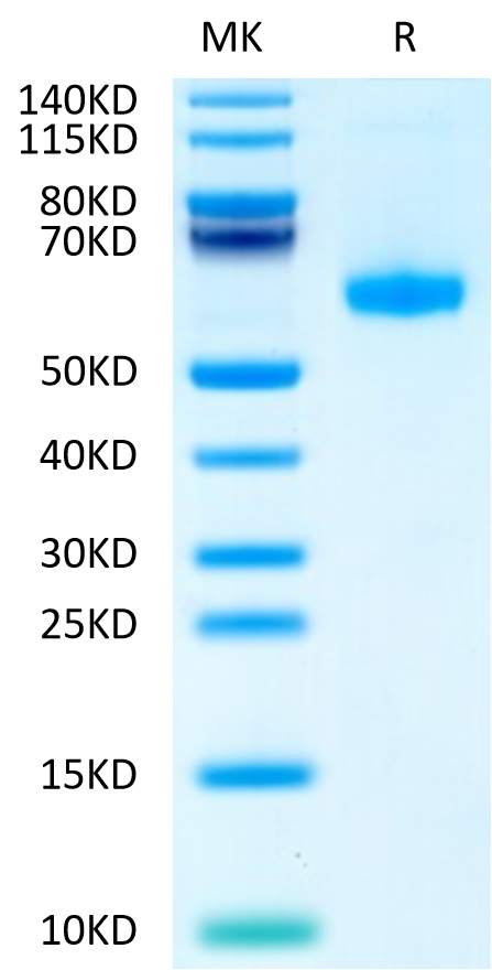 Biotinylated Human CD27 Ligand (Trimer) on Tris-Bis PAGE under reduced condition. The purity is greater than 95%.