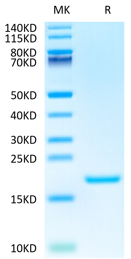 Human IL-3 on Tris-Bis PAGE under reduced condition. The purity is greater than 95%.