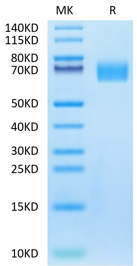 Biotinylated Human EGFRVIII on Tris-Bis PAGE under reduced condition. The purity is greater than 95%.