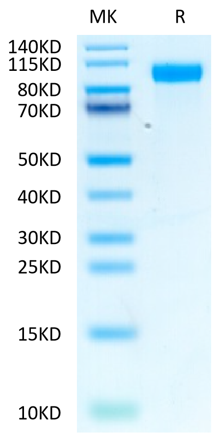 Biotinylated Human EGFR on Tris-Bis PAGE under reduced condition. The purity is greater than 95%.