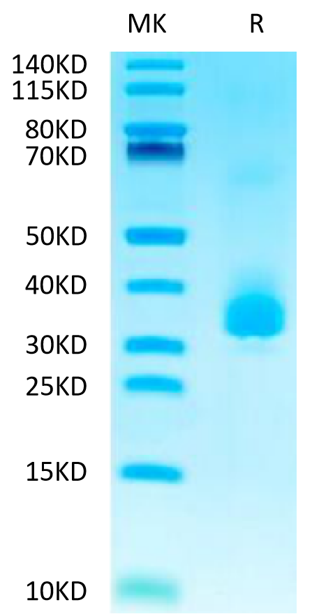 Biotinylated Human ANGPTL3 on Tris-Bis PAGE under reduced conditions. The purity is greater than 95%.