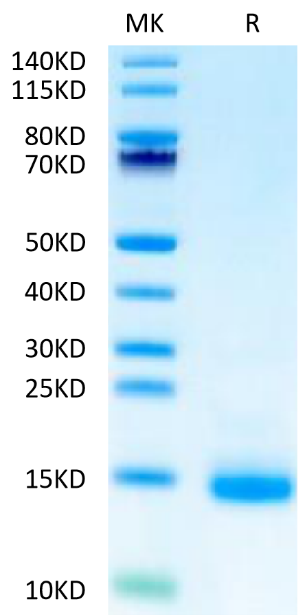 Biotinylated Cynomolgus CD3E on Tris-Bis PAGE under reduced condition. The purity is greater than 95%.