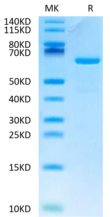 Human CD73 on Tris-Bis PAGE under reduced condition. The purity is greater than 95%.