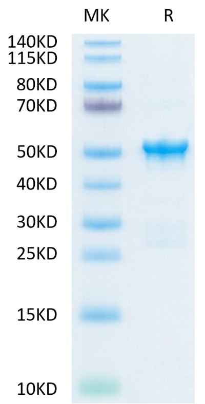 SARS-COV-2 Nucleocapsid on Tris-Bis PAGE under reduced condition. The purity is greater than 95%.