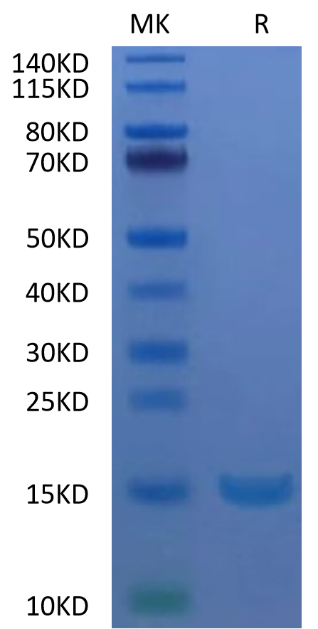 Human Alpha Synuclein on Tris-Bis PAGE under reduced condition. The purity is greater than 95%.