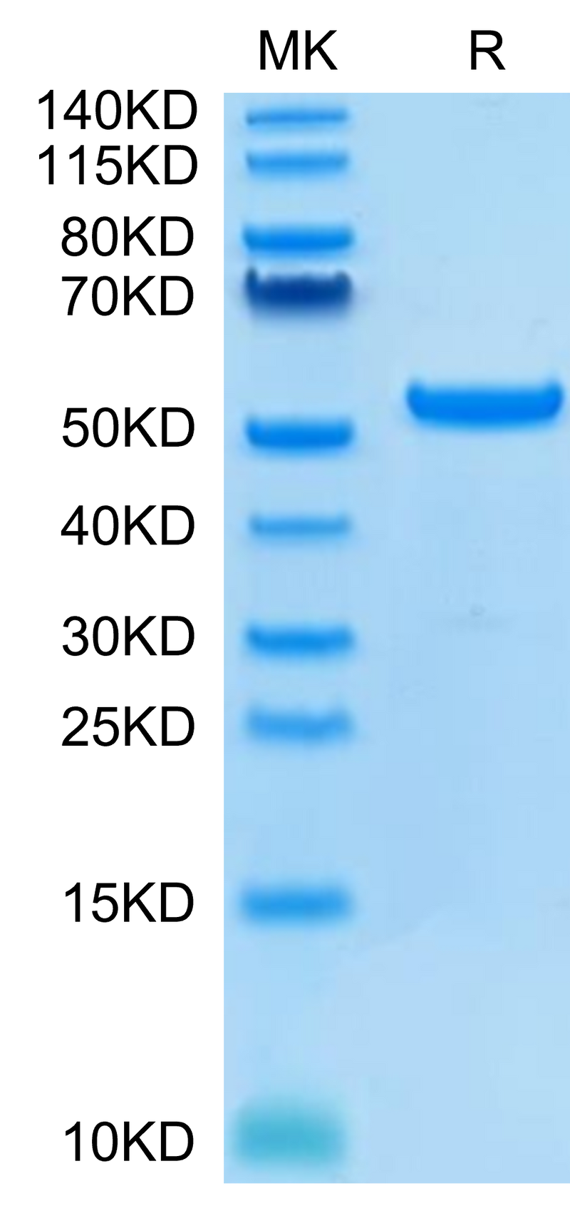 Human HLA-G&B2M&Peptide (RIIPRHLQL) Monomer on Tris-Bis PAGE under reduced condition. The purity is greater than 95%.