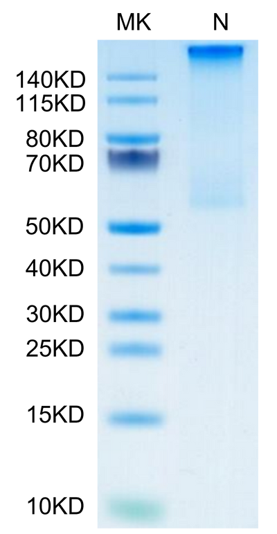 Cynomolgus HLA-G&B2M&Peptide (RIIPRHLQL) Tetramer on Tris-Bis PAGE under Non reducing (N) condition. The purity is greater than 95%.