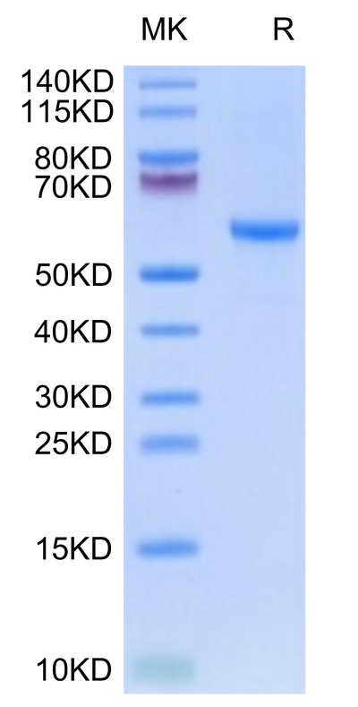 Rhesus macaque HLA-G&B2M&Peptide (RIIPRHLQL) Monomer on Tris-Bis PAGE under reduced condition. The purity is greater than 95%.