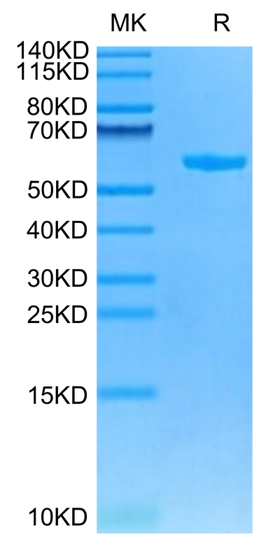 Cynomolgus HLA-G&B2M&Peptide (RIIPRHLQL) Monomer on Tris-Bis PAGE under reduced condition. The purity is greater than 95%.