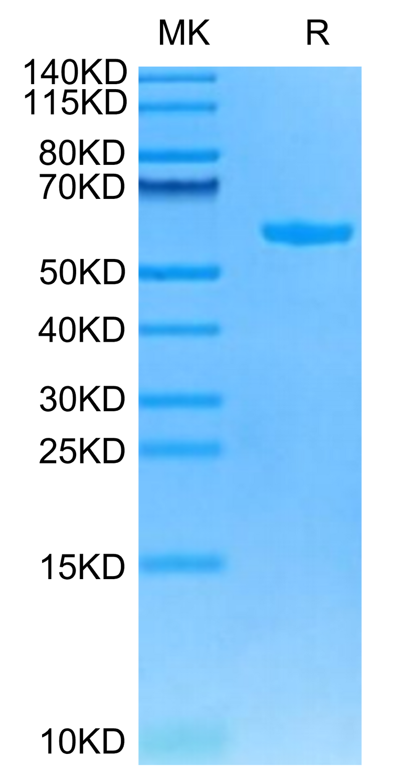 Cynomolgus HLA-G&B2M&Peptide (RIIPRHLQL) Monomer on Tris-Bis PAGE under reduced condition. The purity is greater than 95%.