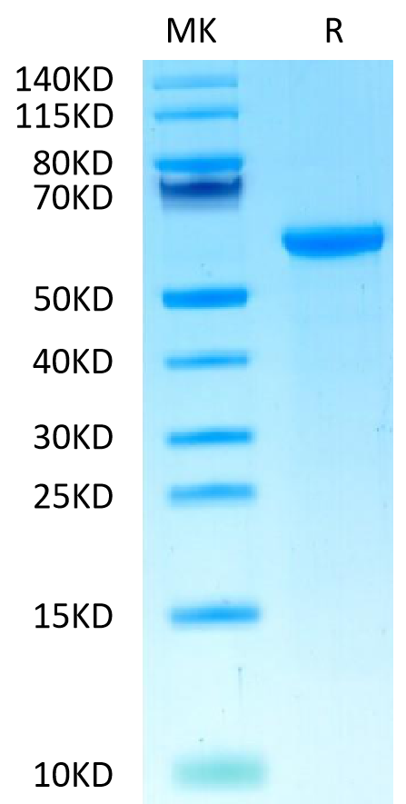 Biotinylated Cynomolgus HLA-G&B2M&Peptide (RIIPRHLQL) Monomer on Tris-Bis PAGE under reduced condition. The purity is greater than 95%.