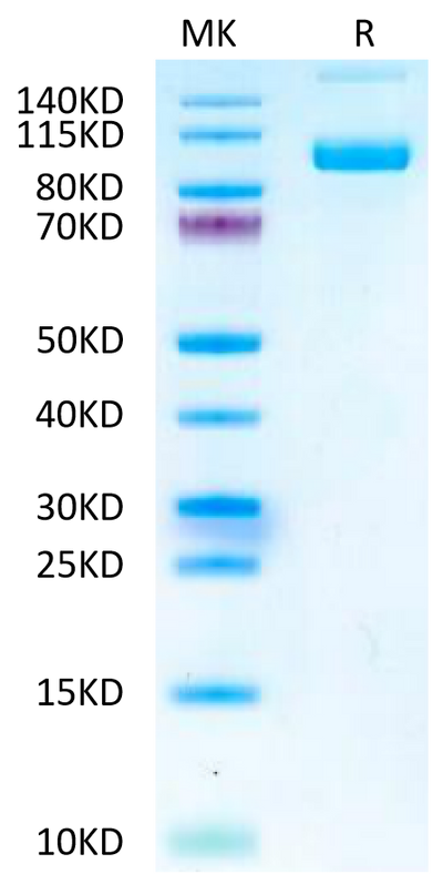 Mouse PSMA on Tris-Bis PAGE under reduced condition. The purity is greater than 95%.