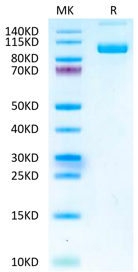 Mouse PSMA on Tris-Bis PAGE under reduced condition. The purity is greater than 95%.