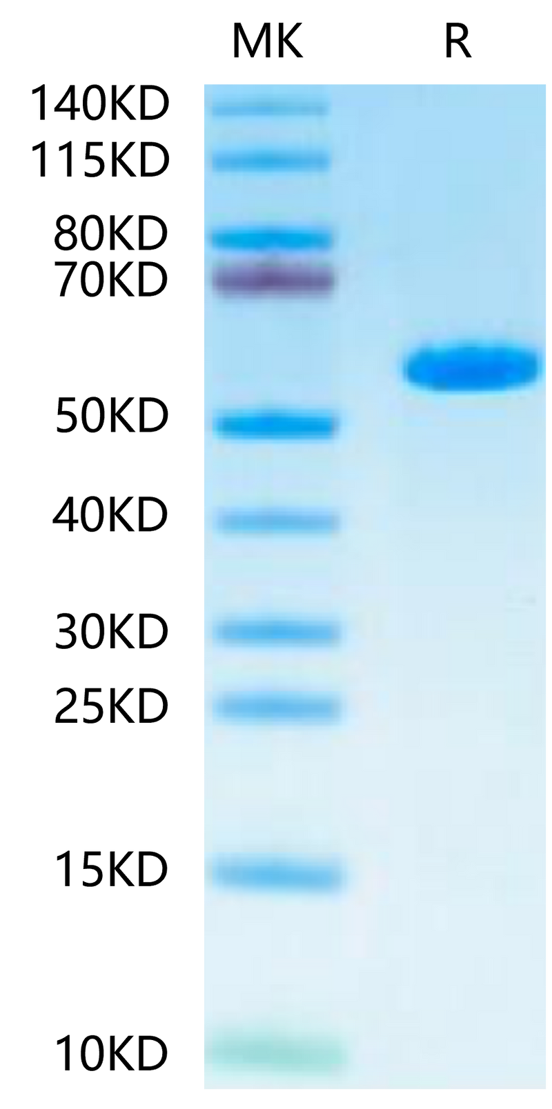 Human HLA-A*02:01&B2M&MAGE-A1 (KVLEYVIKV) Monomer -on Tris-Bis PAGE under reduced condition. The purity is greater than 95%.